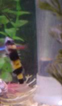 bumblebee2.jpg