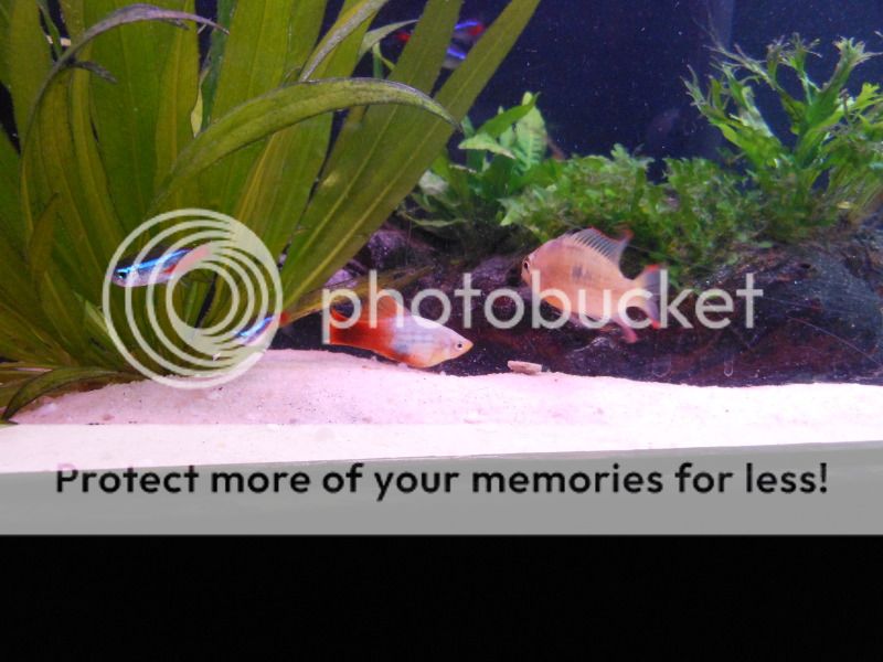 DSCN1816_zps9eb64e28.jpg