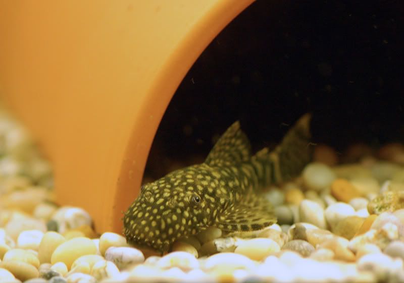 plec_02.jpg