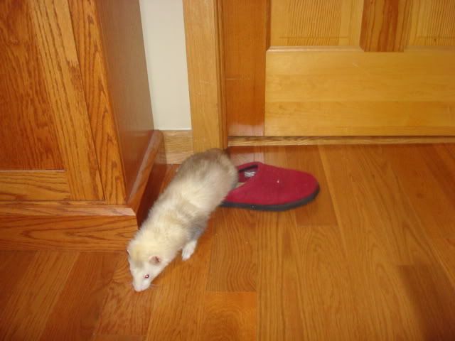 ferrets018-1.jpg