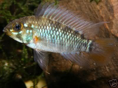 maleapisto.jpg