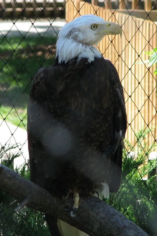 BaldEagle3.jpg