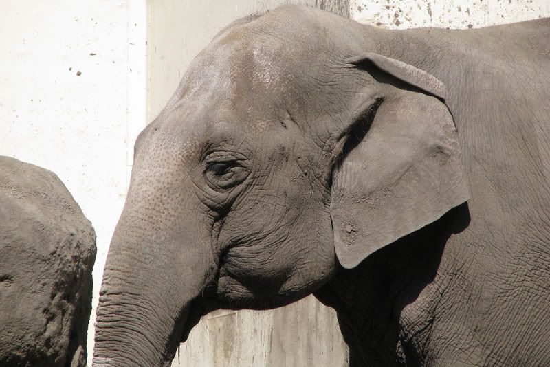 AsianElephant3.jpg