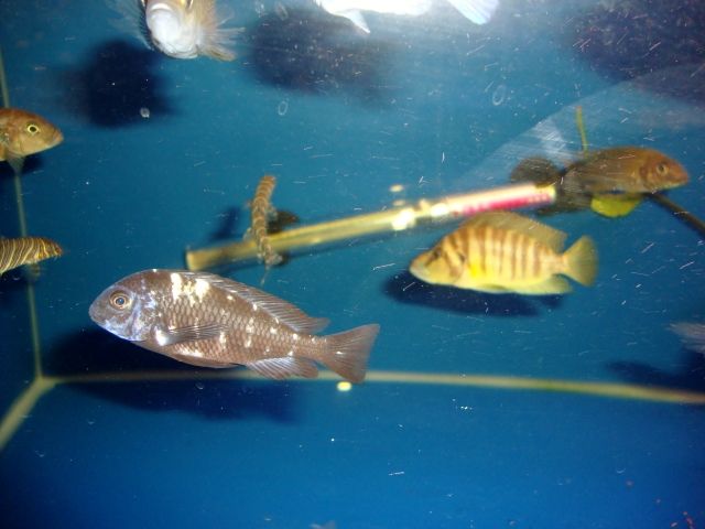 DSC01354.jpg