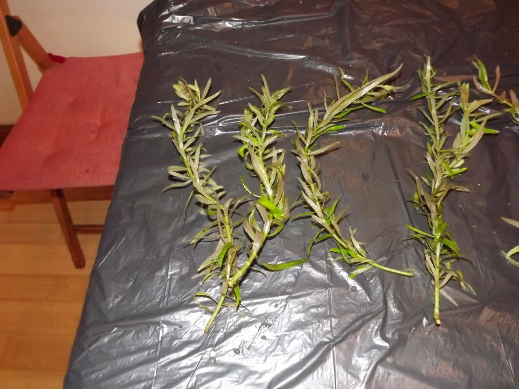 plants017.jpg