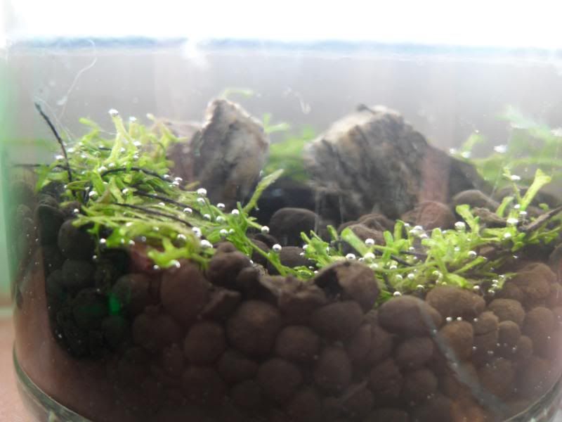 pearling2.jpg