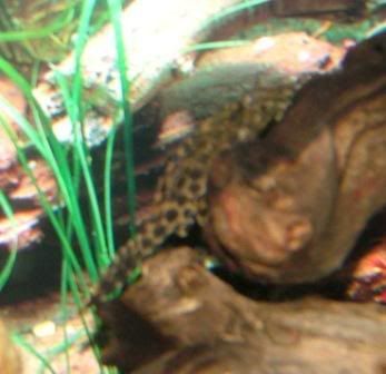 PLEC2OUTOFFOCUScompressed.jpg