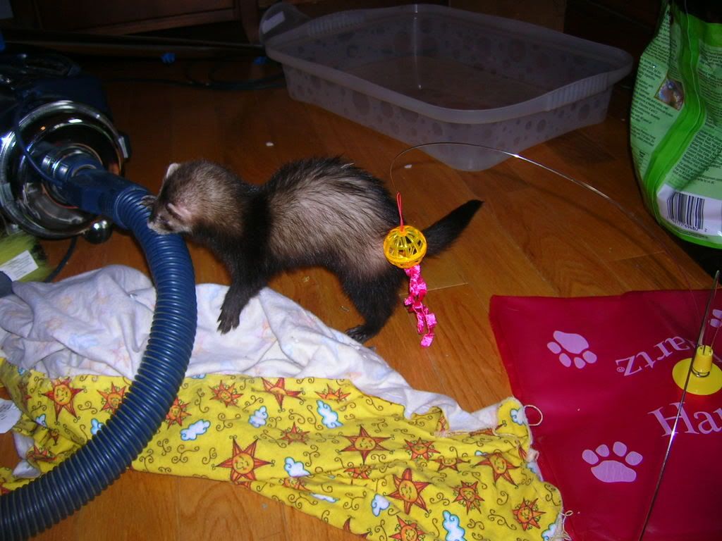 ferrets008.jpg