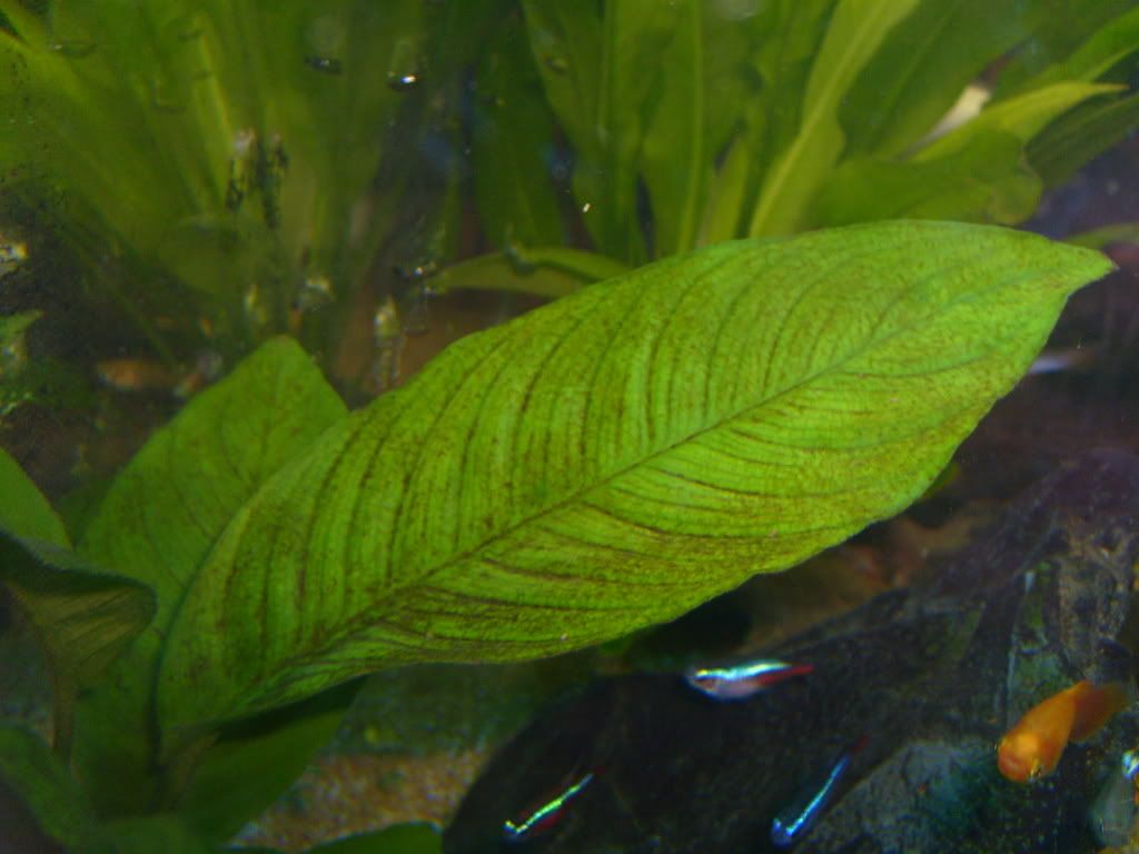 S7006909.jpg