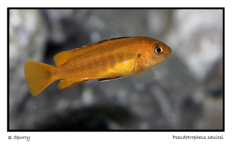 Pseudotropheussaulosi-1.jpg