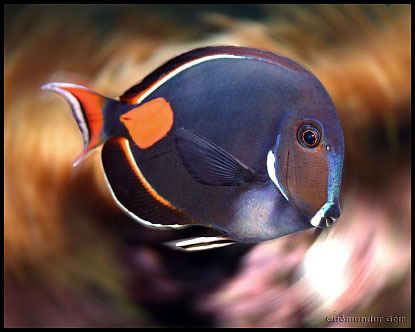 Fish-Achilles-tang-00sm.jpg
