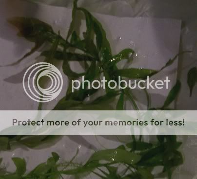 unknownplant4.jpg