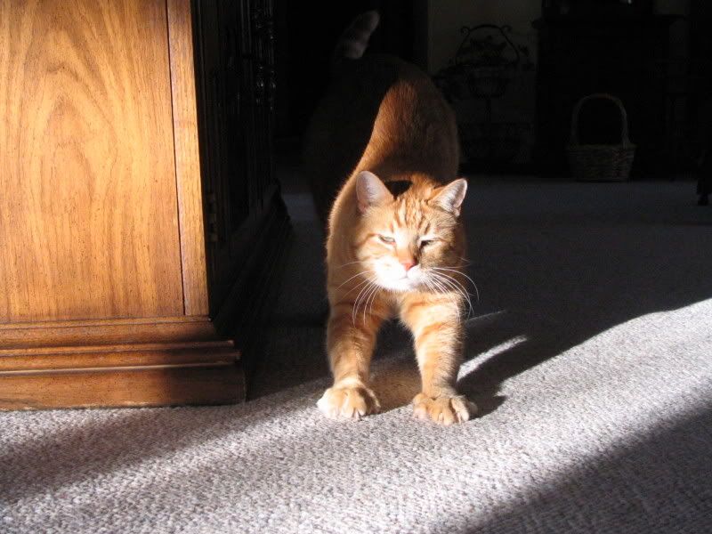 catsinsun003.jpg