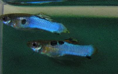 fwlivebearers1107491402.jpg