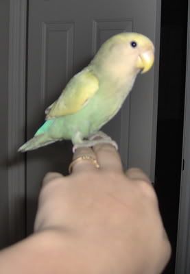 Lovebird3.jpg