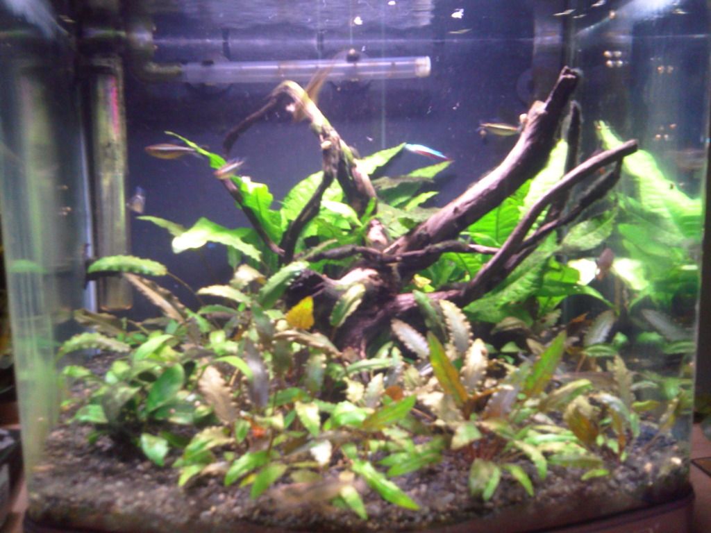 tank3june12.jpg