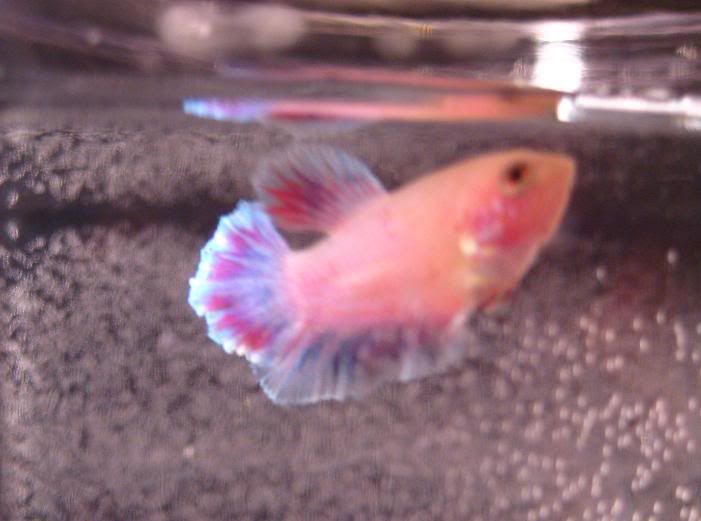 Fish509.jpg