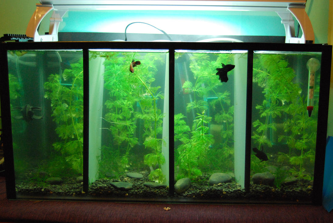 betta_barracks_by_hymnsofmisery-d2y7pxa.jpg