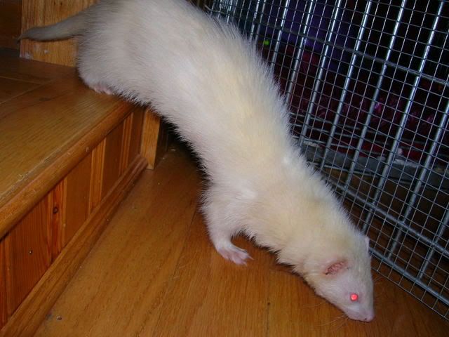 Fuzzies034.jpg