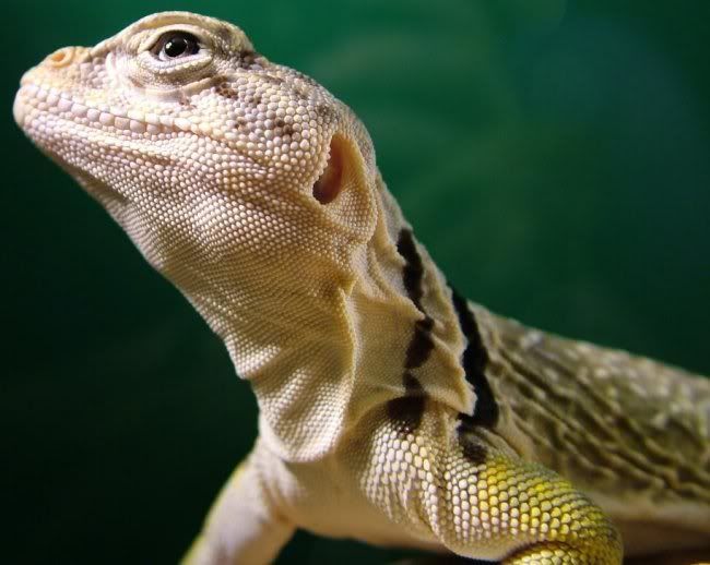 Collared.jpg