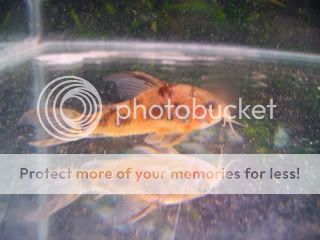 mixedfish010.jpg