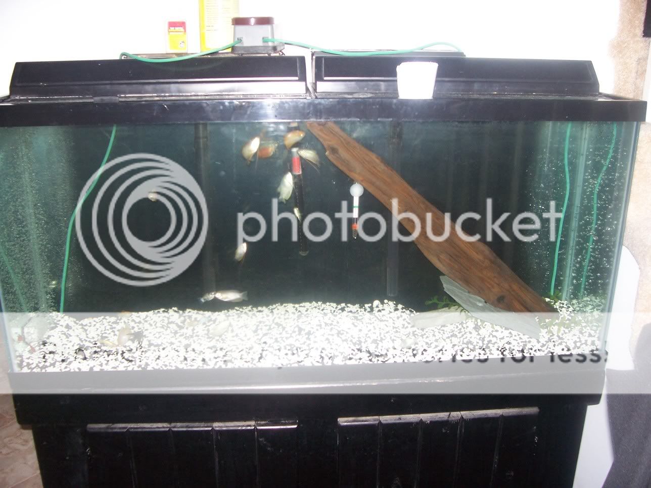 FishTank003.jpg