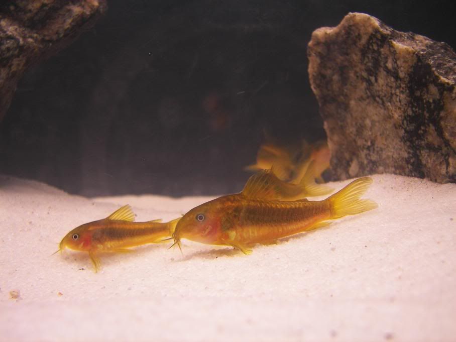 newcories.jpg