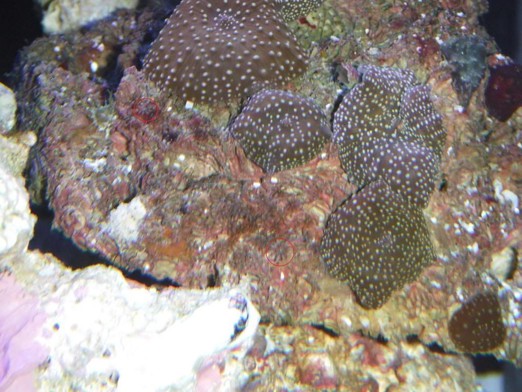 starsonshrooms.jpg
