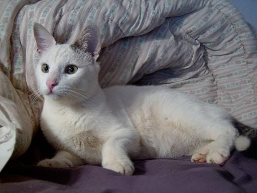 LenaandCats00122.jpg