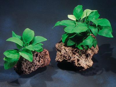 anubias1.jpg