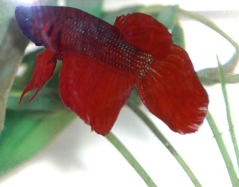 archimedes2.jpg