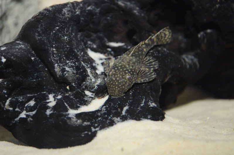 fishnov2011094.jpg