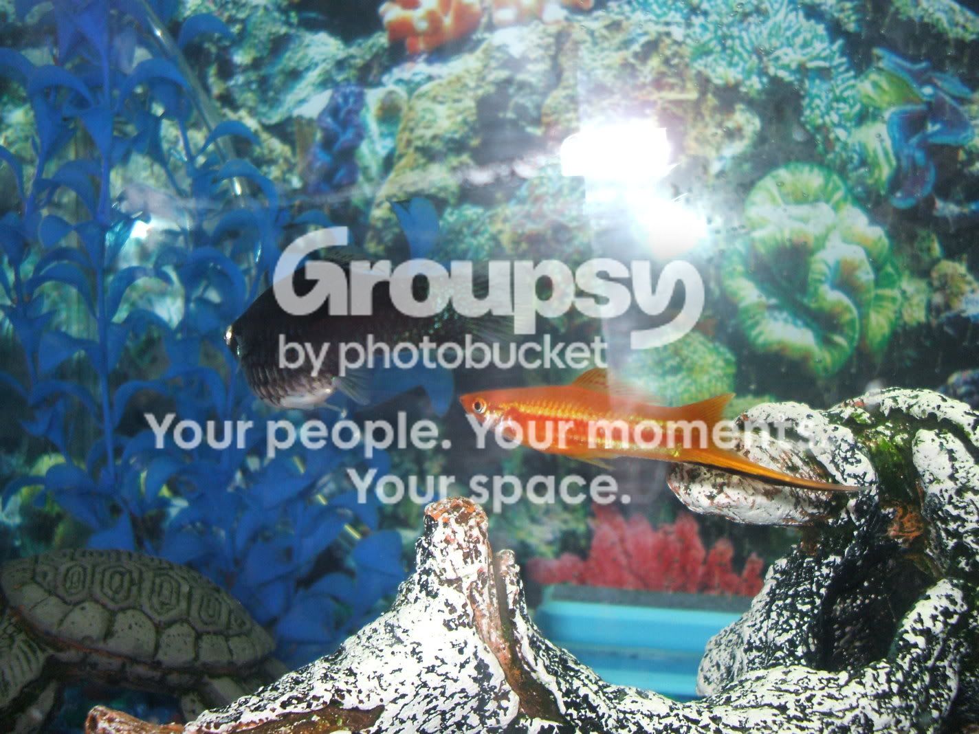 fishtankswithnewplants-01.jpg