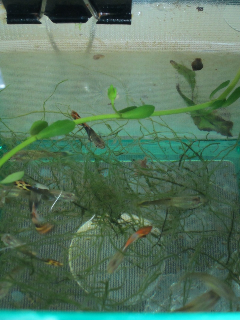 fishes19.jpg