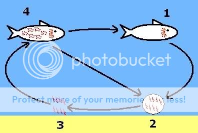 ichcyclegraphic_397-1.jpg
