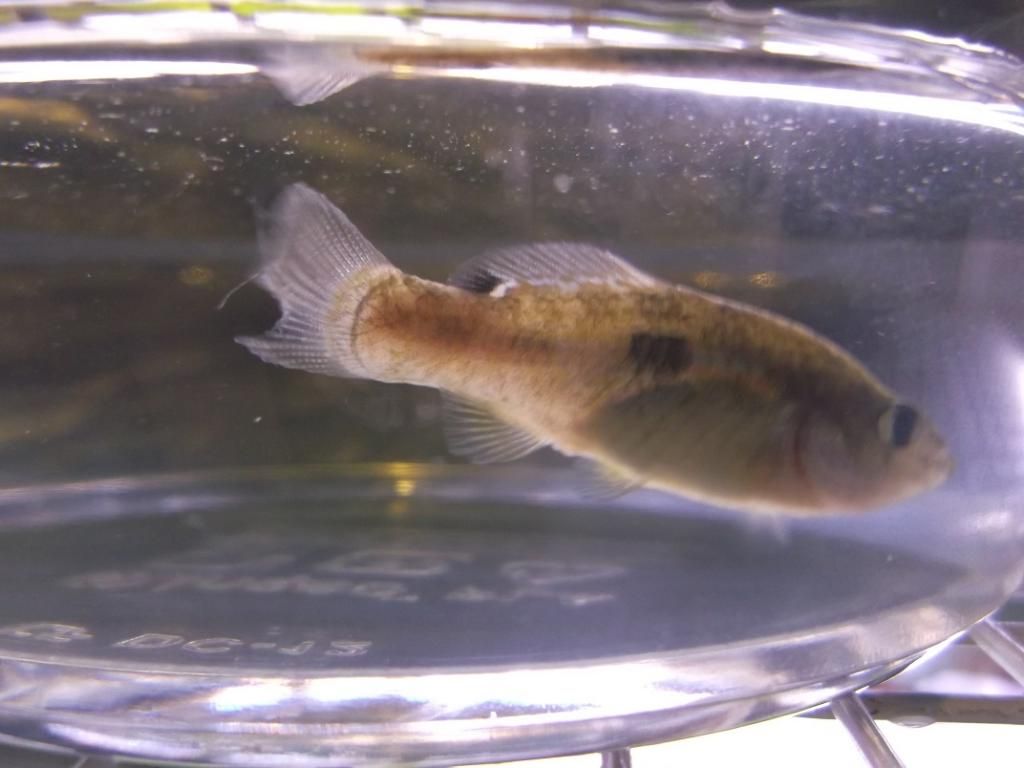 FemaleFlagfishInjury2_zps147595ed.jpg