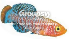 fish-1.jpg