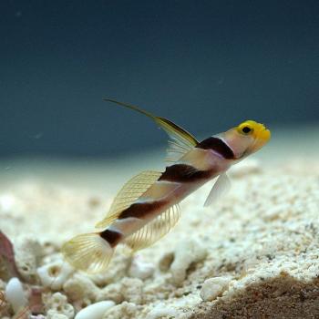 blackraygoby.jpg