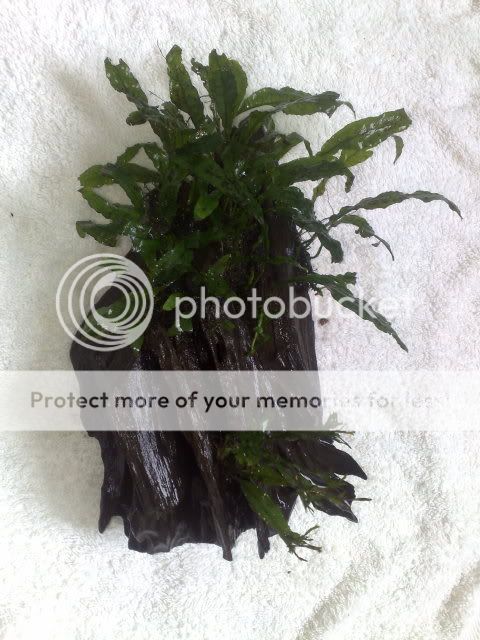 06062009259.jpg