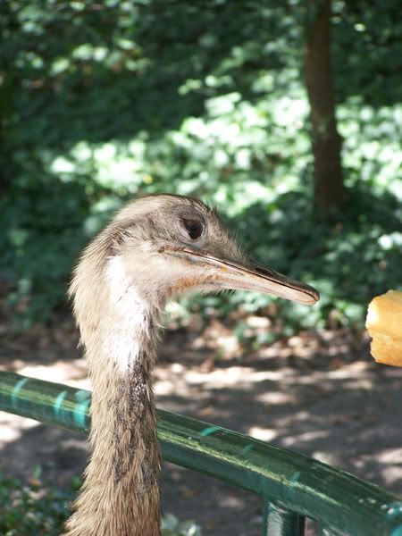 ostrich2.jpg
