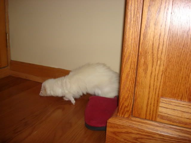 ferrets014-1.jpg