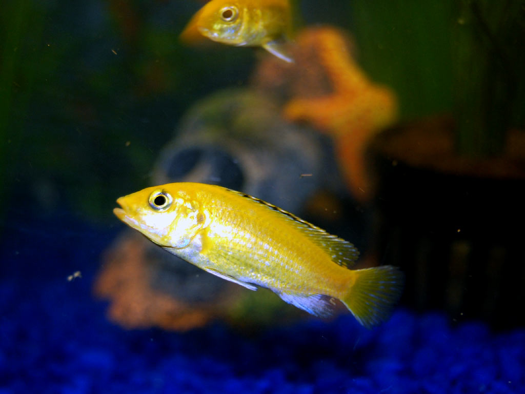 yellow_labid2-1.jpg