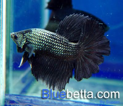 betta_melanocopperHM.jpg