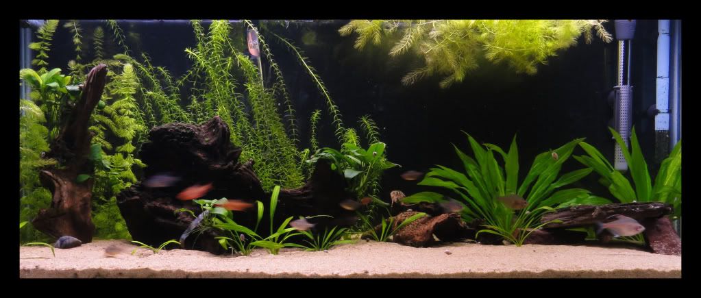 Fish012-001.jpg