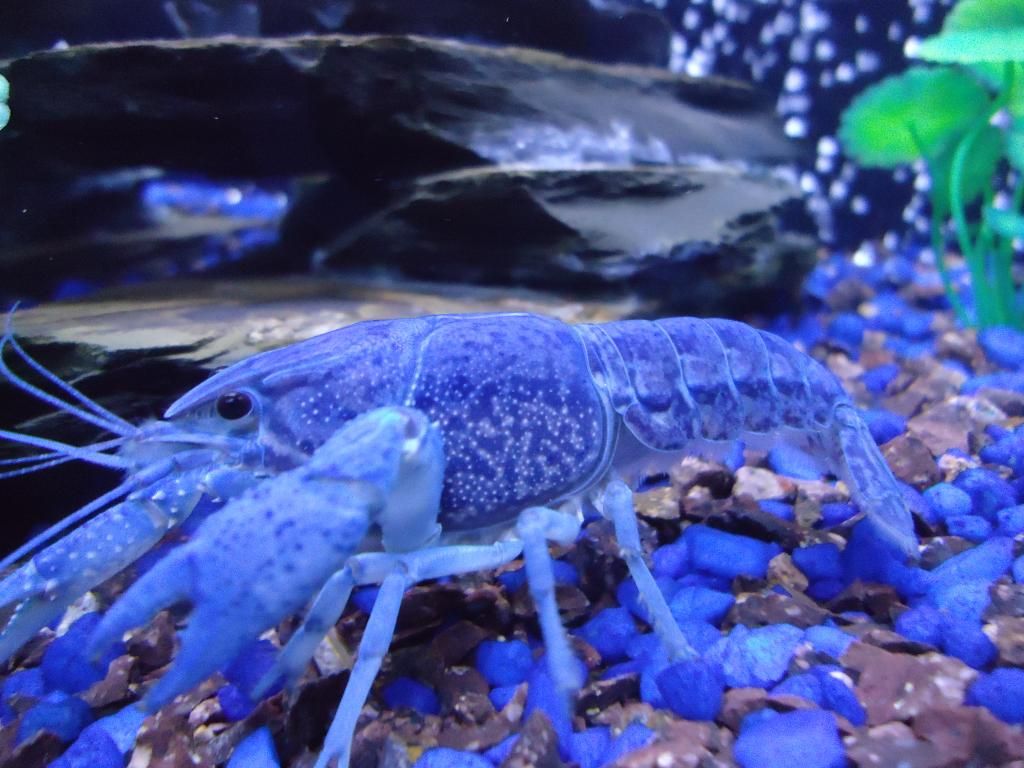 fishy016_zpsb3b2dc6f.jpg