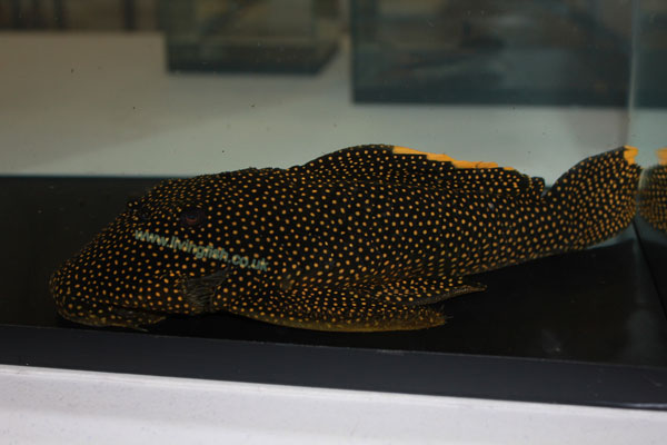 gold-nugget-l085-2-sm.jpg