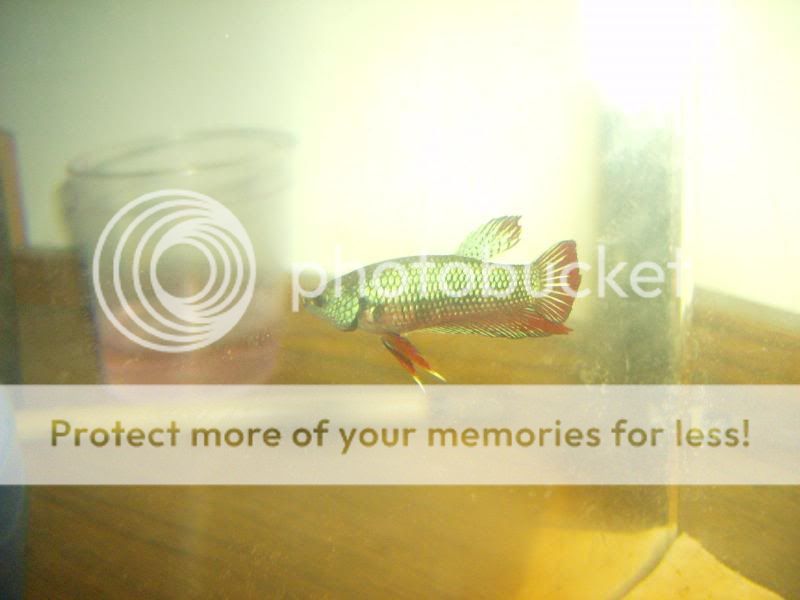 Bettas011.jpg