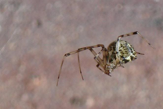 Spider.jpg