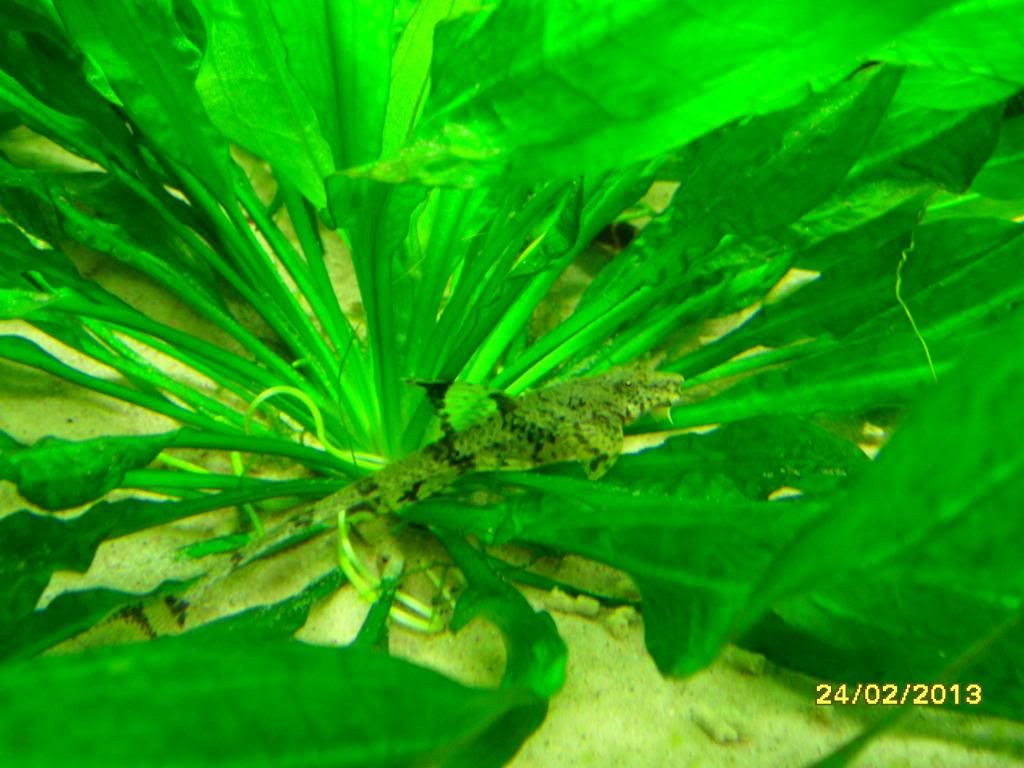 SAM_0698_zpse20c412c.jpg