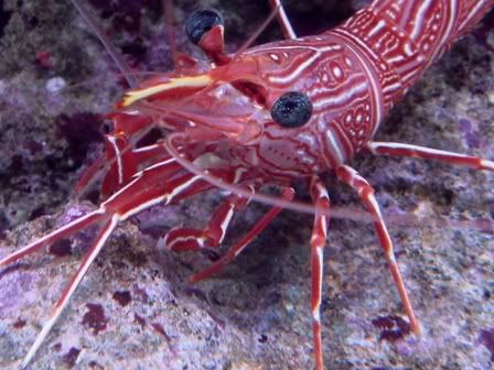 Shrimplet5.jpg